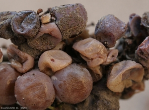 On this cluster with many botrytised berries, some of them colonized by an <b> <i> Aspergillus </i> sp. </b> show a whitish color (white grape varieties).  (Aspergillus rot)