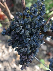 The berries of this cluster are more or less covered by greenish pads.  <b><i>Cladosporium</i> </b> rots