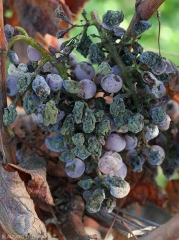 On this cluster, many berries are shriveled and covered with a dense greenish mold.  <b><i>Cladosporium</i> </b> rots