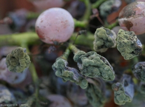 Detail of shriveled berries covered with mold produced by a <b><i>Cladosporium</i> </b> sp.