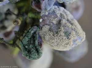 Berries parasitized by <b><i>Cladosporium</i> </b> sp.  on the left (green pads) or by <i> Botrytis cinerea </i> on the right (gray mold)