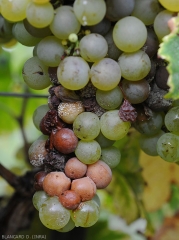 Rots complex on white grape clusters: acid rot (bottom), gray rot (almost everywhere), and <i> Penicillium </i> rot (bluish spore pads).