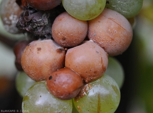 Rotten berries and Drosophila: beware of <b> acid rot </b>!