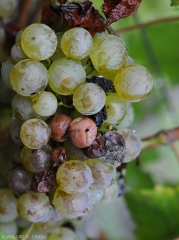 Some berries are affected by <b> acid rot </b> on this cluster of white grape variety.  They have a rather light brown color on this grape variety.