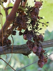 Bunch completely affected by <b> acid rot </b>.  Many berries have liquefied, torn and detached from the stalk.