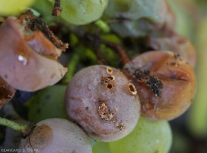 One of the berries affected by <b> acid rot </b>, with the dried-out skin, retained its shape.