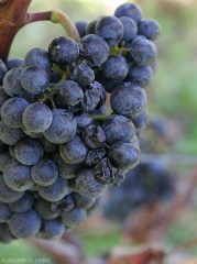 Symptoms of rot on black grape berries.  <b> Acid rot </b>.