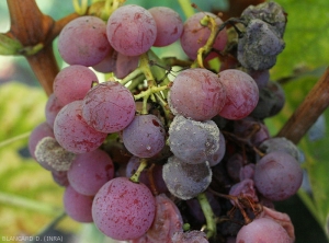 Several grape berries are more or less covered by the gray mold produced by <b> <i> Botrytis cinerea </i> </b>.