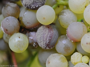 Grape berries more or less colonized by <i> <b> Botrytis cinerea </b> </i> and covered by its sporulation.  (gray mold)