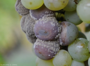<i> <b> Botrytis cinerea </b> </i> is easily transmitted by contact from diseased berry to healthy berry as can be seen on these grape berries.