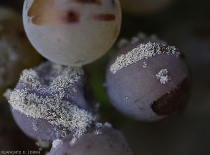 In the bay on the right, <i> <b> Botrytis cinerea </b> </i> sporulates profusely on exposed tissue at a crack in the skin.