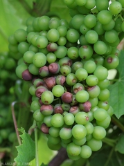 Still not very evolved attack of black rot on bunch of grapes.  <i> <b> Guignardia bidwellii </b> </i> (Black rot)