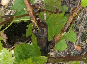 The base of these two branches shows locally an epidermis more or less suberized and cracked over several centimeters.  <b> <i> Phomopsis viticola </i> </b>