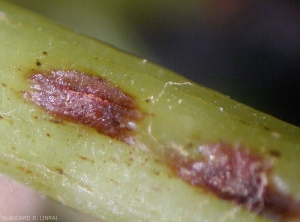 Spore pads formed on these two lesions observed on a vine branch.  <i> <b> Elsinoë ampelina </b> </i> 