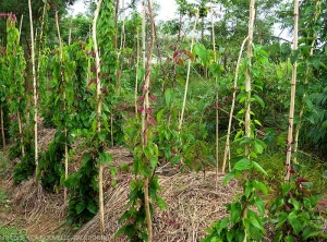 View of a yam crop in New Caledonia.