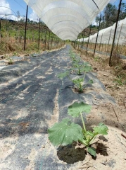 paillage-courgette-toille-tissé