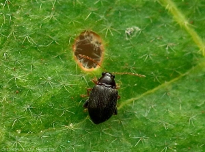 Detail of an adult <i><b>Epitrix</i> sp. </b>observed in Mayotte on eggplant. 