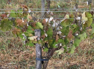 All the young shoots of this vine are affected by frost.  Note that it is especially the apices and the youngest leaves that are most affected.  <b> Frost damage </b>