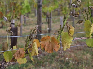 The young leaves and inflorescences of these twigs have taken on a blackish to brown tint and some frozen leaves appear to have been scalded.  It should be noted that the older leaves were less affected by the effects of frost but still locally present a brownish to bronze tint, and are more or less deformed.  <b> Frost damage </b>