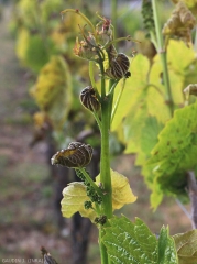 The young leaves and the apex of this twig have taken on a blackish to brown tint.  <b> Frost damage </b>