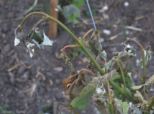 The young leaves and inflorescences of this twig have taken on a blackish to brown tint and some frozen leaves appear to have been scalded.  <b> Frost damage </b>