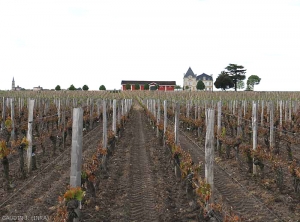 This plot was partially affected by an episode of frost.  Affected vines have shoots which turn brown and wither, while less affected vines have branches that have remained quite green.  It should be noted that the affected sector is located below the plot, relief adversely influencing the effects of frost.  <b> frost damage </b>