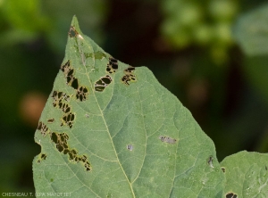 Damage of <b><i>Epilachna pavonia</i></b> on black nightshade leaf.