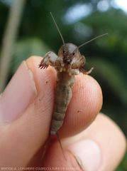 Adult mole cricket in Guyana (undetermined species)