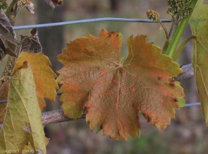 This leaf, located rather at the base of a branch, has suffered the effects of frost and locally presents a brownish to bronze tint, and it is more or less deformed.  <b> Frost damage </b>