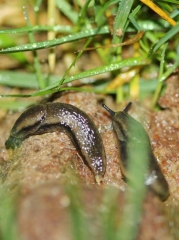 Garden slug (<b><i>Arion hortensis</b></i>)