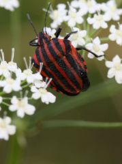 Harlequin bug (<b><i>Graphosoma italicum</b></i>) 