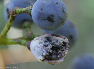 This grape berry that contrasts with the healthy berry nearby has taken on a beige tint and is starting to shrivel.  <b><i>Cladosporium</i> </b> rots