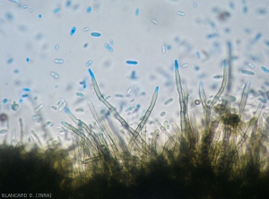 Numerous brown to blackish conidiophores erect on the surface of these tissues.  (<i> Cladosporium </i> rot)