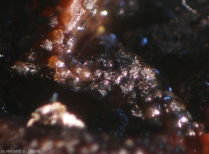 Binocular aspect of mature acervuli surmounted by mucous masses made up of numerous agglomerated conidia, and shiny bristles: setae.  <i><b> Colletotrichum </i> sp</b>.  (ripe rot)