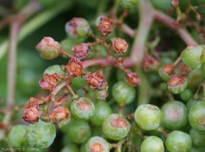 Details of reddish-brown lesions on their face exposed to solar radiation.  Some are also completely shriveled.  "Sun burns"