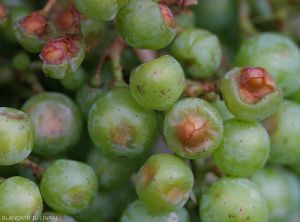 Detail of reddish-brown lesions present on the face of the berries most exposed to solar radiation.  "Sun burns"
