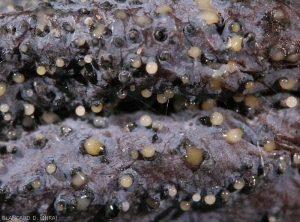 Many black pycnidia are clearly visible on this grape berry.  A yellowish and globular mucus has formed on some of them.  <b> <i> Phomopsis viticola </i> </b>