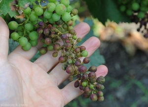 Appearance of brown burp on grape berries.  <b> <i> Plasmopara viticola </i> </b> (downy mildew)