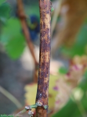 Brownish lesions on august twig.  <i> <b> Erysiphe necator </b> </i> 