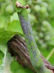 On this branch the mycelium of <i> <b> Erysiphe necator </i> </b> is still present on the necrotic lesions generated by this obligate parasitic fungus. 