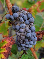 On black grape variety, <b> <i> Botrytis cinerea </i> </b> causes rotting of the reddish-brown to dark purplish-colored berries.  Added to this is the presence of a characteristic gray mold on the surface of these.  <b> <i> Botrytis cinerea </i> </b>