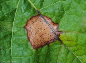 Pycnidia are clearly visible on this spot present on a vine leaf.  <i> <b> Guignardia bidwellii </b> </i> (Black rot)