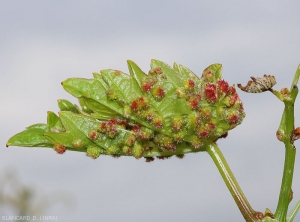 Reddish phylloxera galls are most visible on the lower leaf blades of grape leaves.  <i> <b> Daktulosphaira vitifoliae </b> </i>