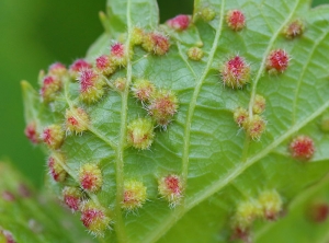 Strong attack of gallicola phylloxera on an American vine.  Presence of reddish galls on the underside of the leaf.  <i> <b> Daktulosphaira vitifoliae </b> </i>
