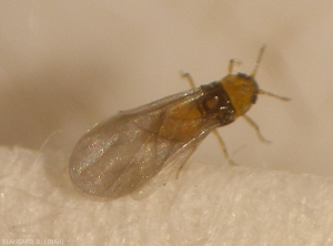 Winged adult of <i><b>Daktulosphaira vitifoliae</i></b>. (phylloxéra) 