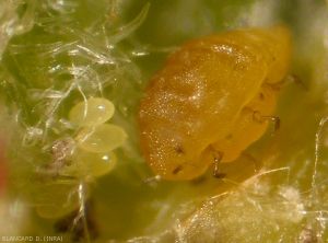 Adult founder near her eggs in spring.