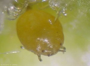 Detail of the galicole larva.