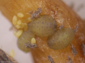 Several second generation root larvae observed on roots.  <i> <b>Daktulosphaira vitifoliae</b> </i> (phylloxera)