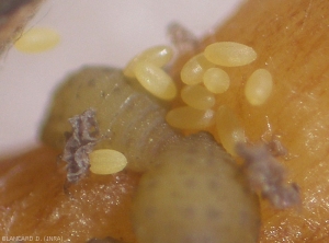Eggs close to second generation root larvae.  <i> <b> Daktulosphaira vitifoliae </i> </b> (phylloxera)