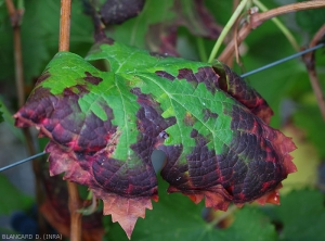 This peripheral reddening of the limbus reaches the interior;  it is interveinal and delimited by the small veins.  Note that the oldest affected tissues eventually necrode and dry out.  <b> <i> Empoasca vitis </i> </b>.  (green leafhopper or grills